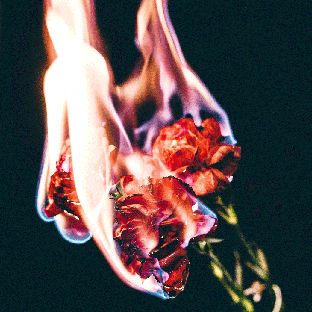 fotografia palących się kwiatów