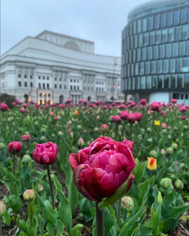 zdjęcie kwiatów tulipanów za budynkiem teatru