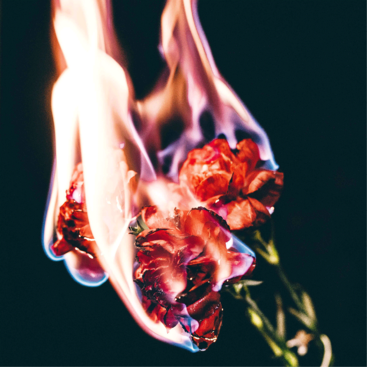 Płonący bukiet czerwonych kwiatów