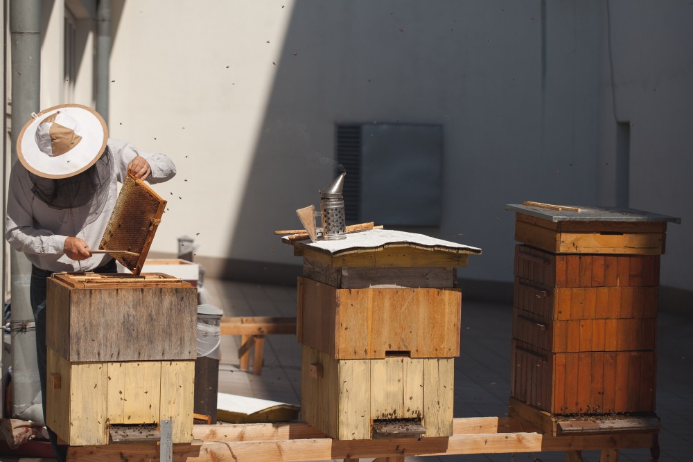 A hooded beekeeper collects honey from a honeycomb